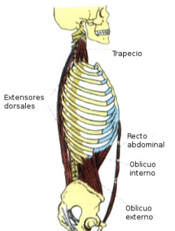 musculos posturales